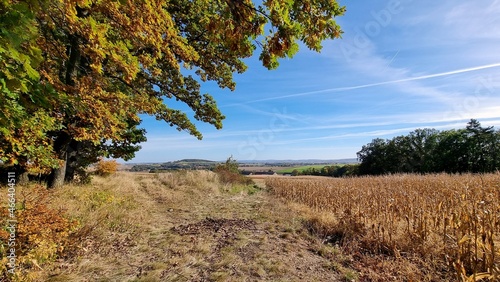 The path between the forest and the cornfield
