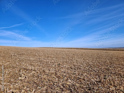 Corn field after harvest