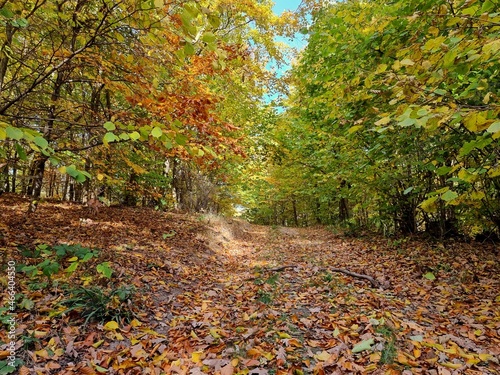 Forest road in autumn