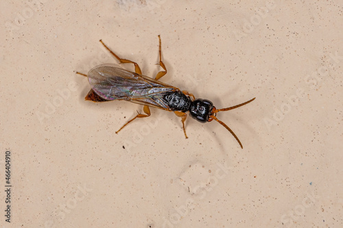 Adult Flat Wasp photo