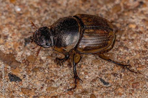 Adult Gazelle Scarab photo