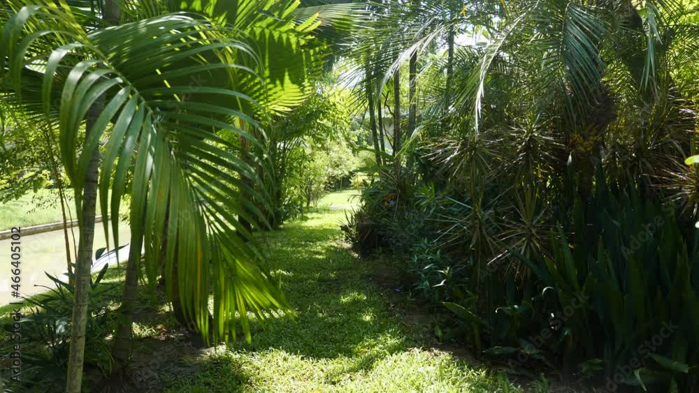 Walk among jungle in tropical city park on sunny, bright summer day. Palm trees, green grass, and path beside a pond. Public park for relaxing and enjoying nature in modern city, Bangkok, Thailand Walk among jungle in tropical city park on sunny, bright summer day. Palm trees, green grass, and path beside a pond. Public park for relaxing and enjoying nature in modern city, Bangkok, Thailand