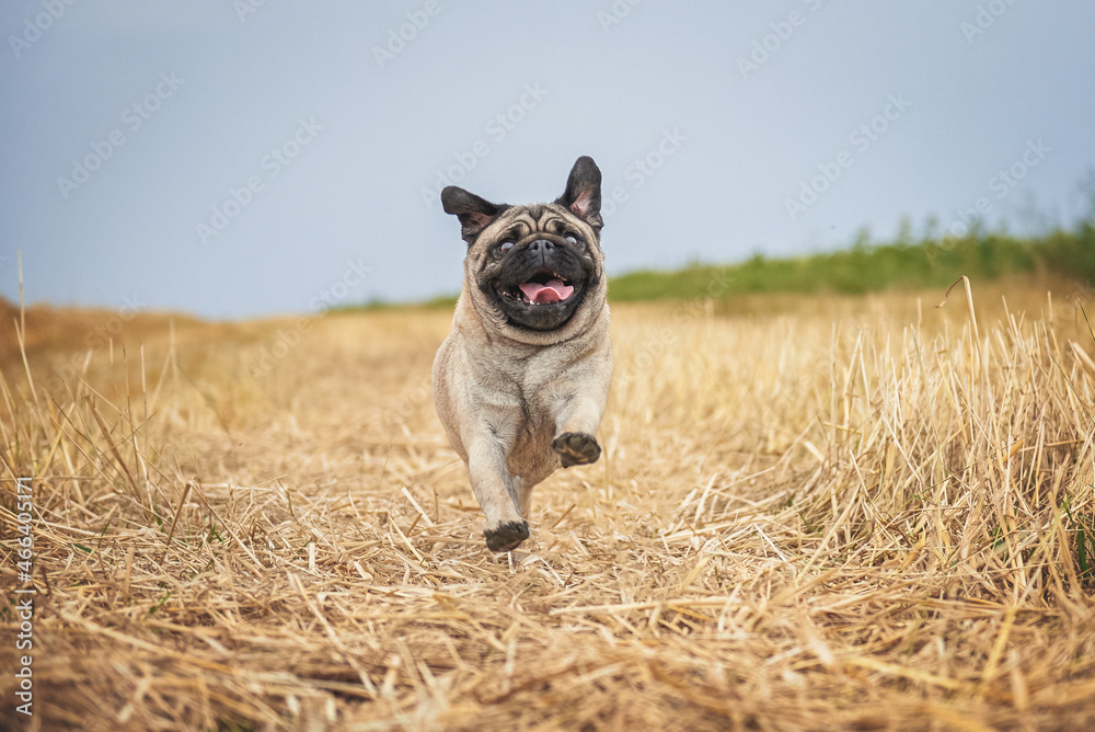 Pug breed dog runs across the field, photo in dynamics