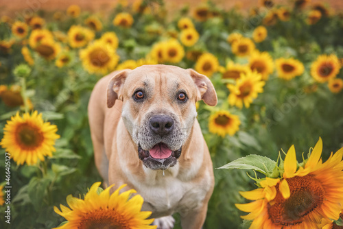 Portrait of a cabedo dog in a sunflower field, perro dogo mallorquin
