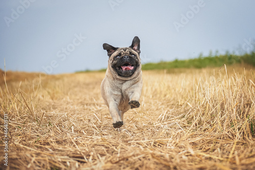Obraz na płótnie Pug breed dog runs across the field, photo in dynamics w salonie