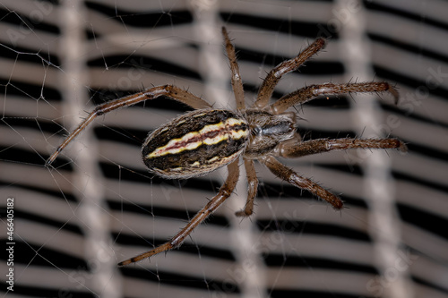 Adult Male Grass Neoscona Spider photo