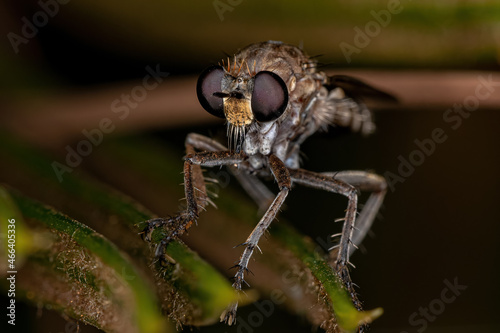 Adult Robber Fly photo