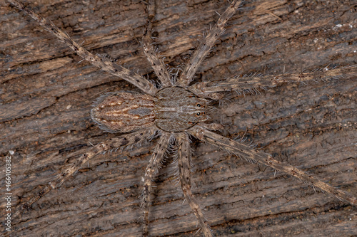 Adult Trechaleid Spider photo