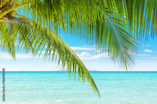 Green palm tree leaves closeup, palm leaf, palm branches, turquoise sea water ocean waves, sun, blue sky white clouds, tropical island beach landscape, summer holidays, vacation, travel, exotic nature