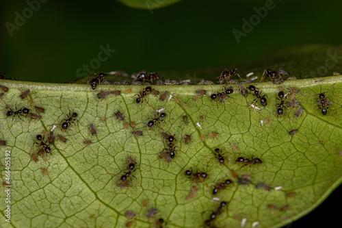 Small Aphids Insects photo