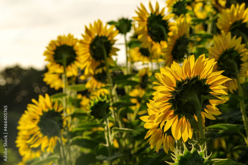 Naklejka premium 朝日が照らすヒマワリ