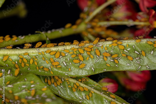 Small Aphids Insects photo