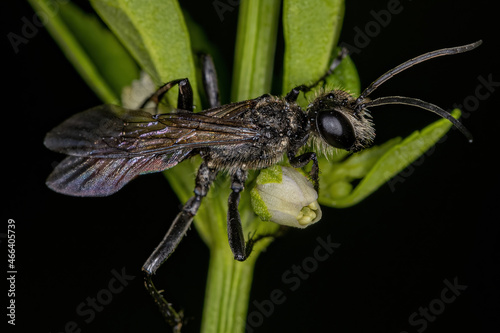 Adult Thread-waisted Wasp photo