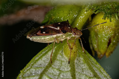 Adult Stink Bug photo