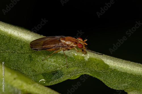 Adult Acalyptrate Fly photo