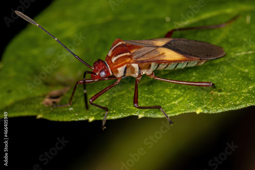 Adult Leaf-footed Bug photo