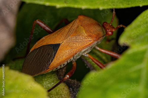 Adult Leaf-footed Bug photo