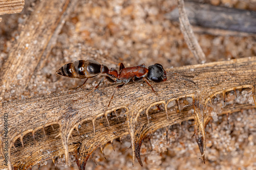 Adult Female Twig Ant photo