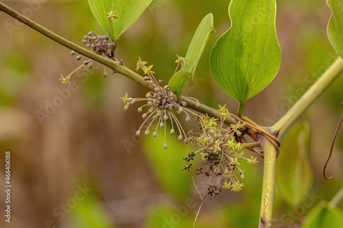 Greenbrier Angiosperm Plant photo