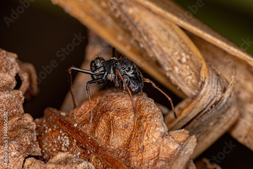 Male Adult Jumping Spider photo