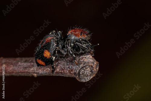 Small Jumping spider photo