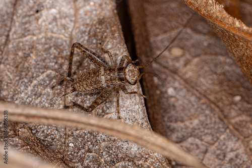 True Cricket Nymph photo