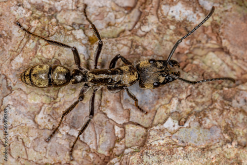 Adult Female Ponerine Ant photo