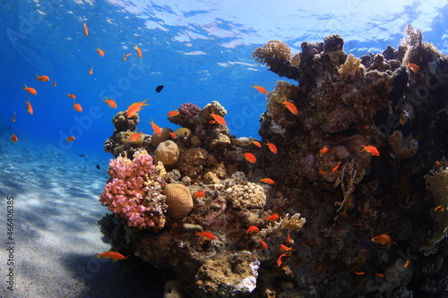 Fototapeta Naklejka Na Ścianę i Meble -  coral reef and fishes