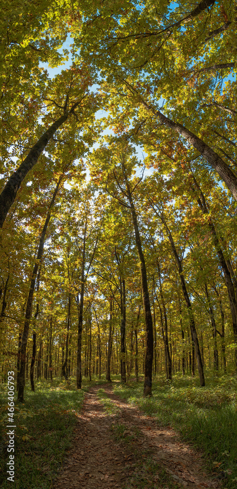 Forest road covered with fallen leaves. In the background, tree trunks stretching to the blue sky.