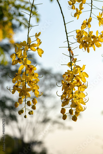 Golden Rain Tree Yellow Flowers photo