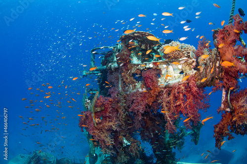 Fototapeta Naklejka Na Ścianę i Meble -  coral reef and fishes