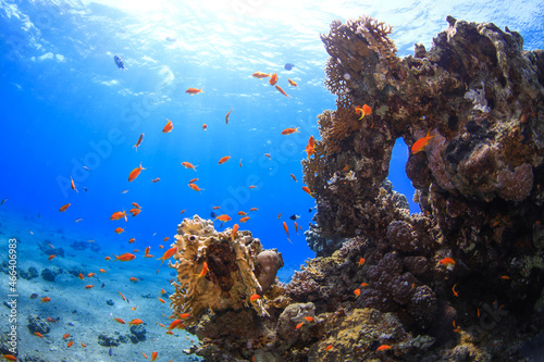 Fototapeta Naklejka Na Ścianę i Meble -  coral reef in the red sea