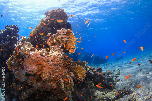 Fototapeta Naklejka Na Ścianę i Meble -  coral reef