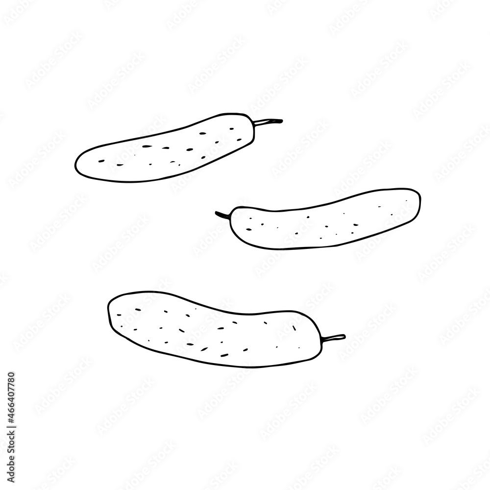 Vector outline illustration of a group fresh cucumbers isolated on a white background