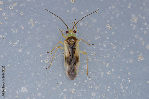 Adult Plant Bug photo