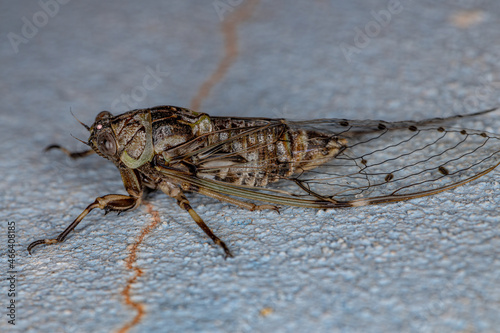 Adult Typical Cicada photo