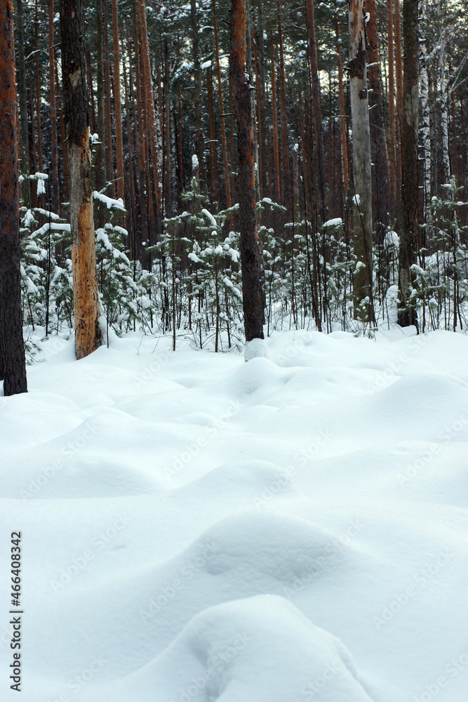 Large white snowdrifts in the middle of pine trunks in the forest