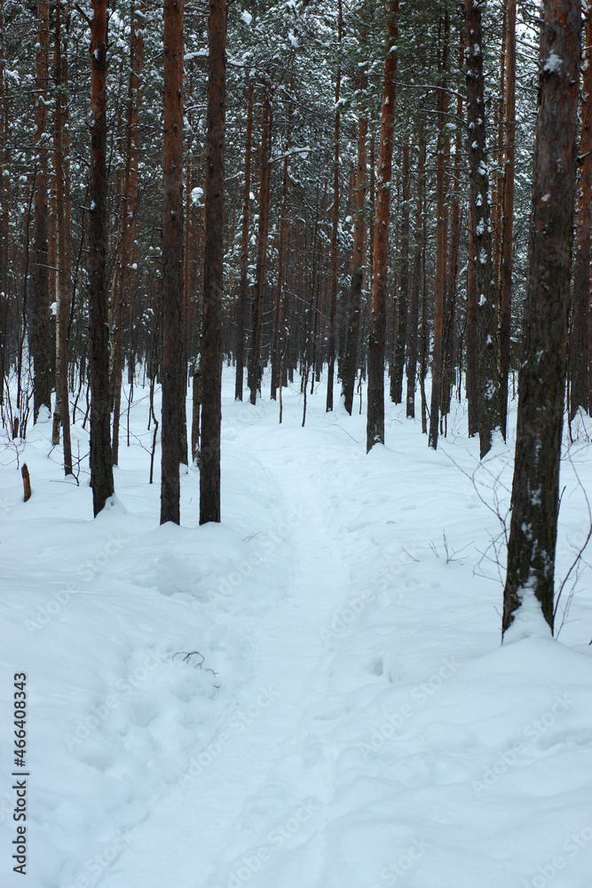 A path trodden in deep snow, among pine trunks in the forest