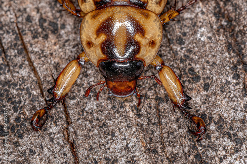 Adult Rhinoceros Beetle photo