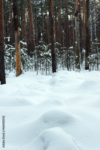 Large white snowdrifts in the middle of pine trunks in the forest