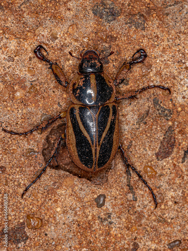 Adult Rhinoceros Beetle photo