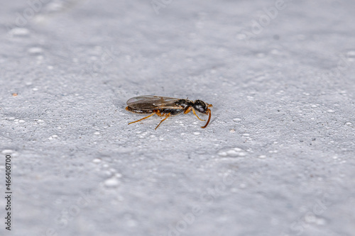 Adult Flat Wasp photo