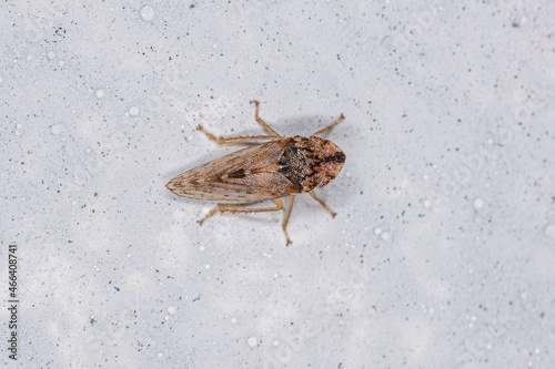 Adult Flat headed Leafhopper photo