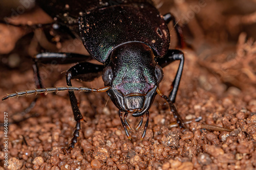 Adult Ground Beetle photo