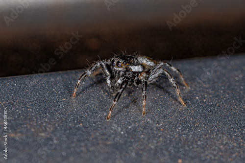 Adult Male Jumping Spider photo