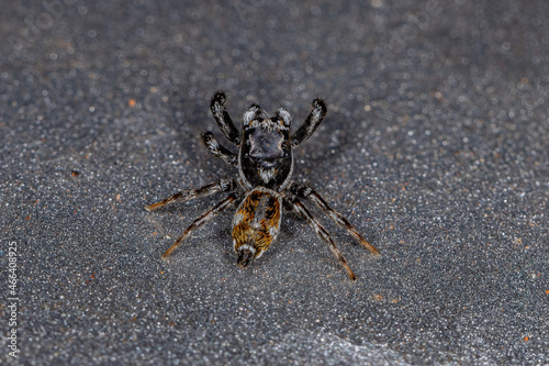 Adult Male Jumping Spider photo