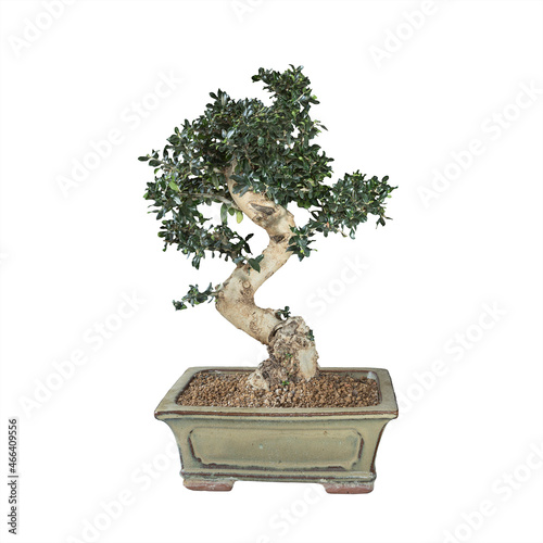 olive bonsai over white background