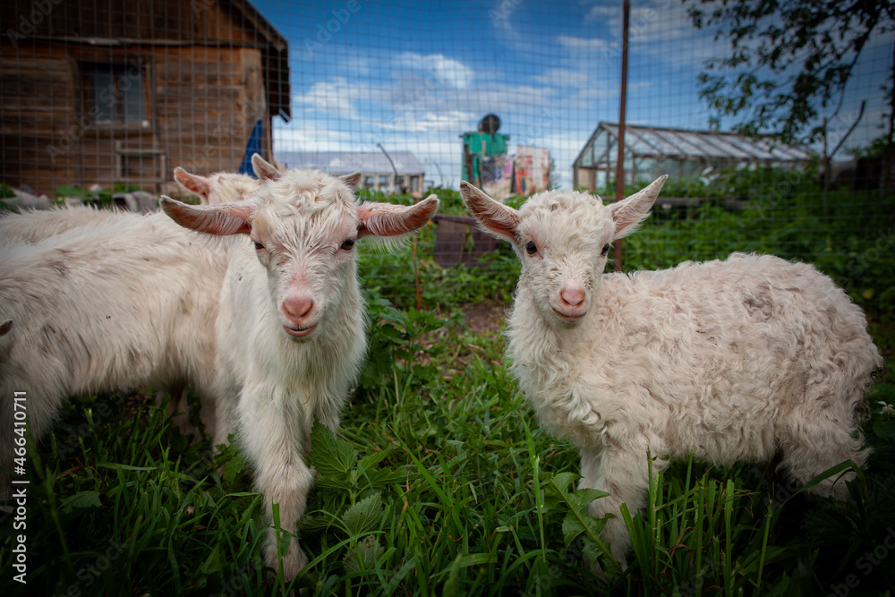 Fototapeta premium Goats from the village of Kozlovka 