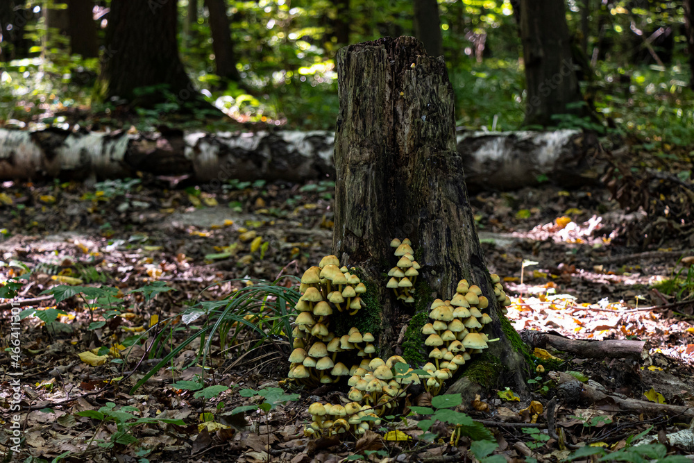 False foam sulfur-yellow poisonous mushroom on a foam in the forest False foam sulfur-yellow poisonous mushroom on a foam in the forest
