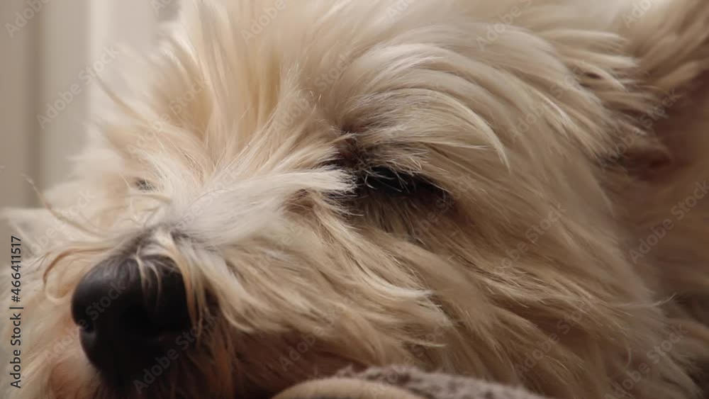 Tired or sick dog resting in house in its bed. Cute white puppy falling asleep. Hairy West Highland terrier lying in its bed and blinking. Furry white dog falling asleep. Tired or sick dog resting in house in its bed. Cute white puppy falling asleep. Hairy West Highland terrier lying in its bed and blinking. Furry white dog falling asleep.